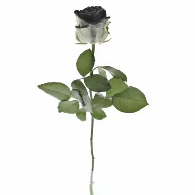 Bíločerná růže GLITTER BLACK 60cm