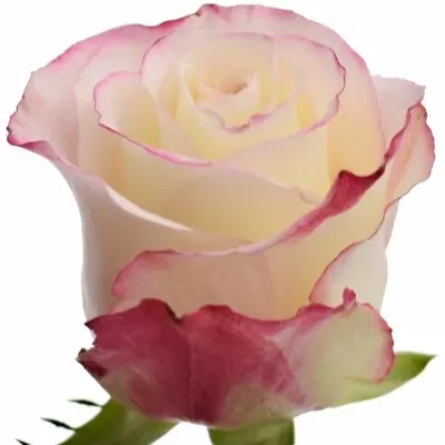 Bíločervená růže ADVANCE SWEETNESS 50cm (M)