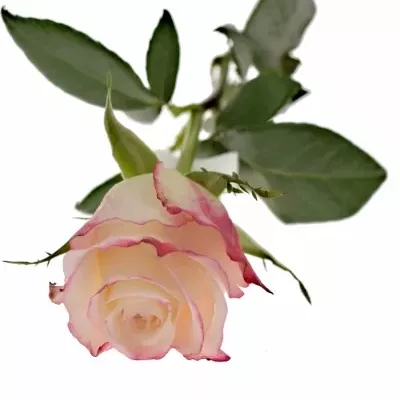 Bíločervená růže ADVANCE SWEETNESS 