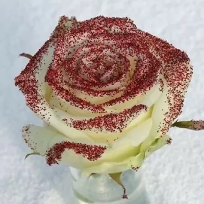 Bíločervená růže GLITTER RED 70cm (M)