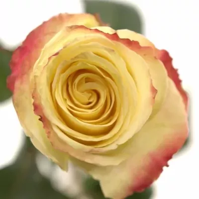 Bíločervená růže MAMAMIA