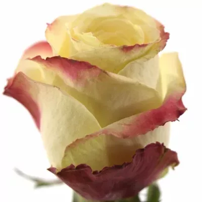 Bíločervená růže MAMAMIA 70cm