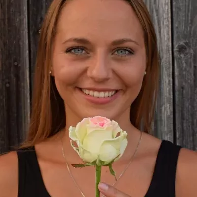 Bílofialová růže SUGAR CANDY 60cm