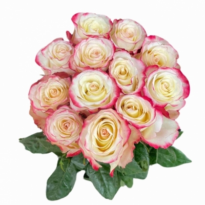 Bílofialová růže SWEETNESS