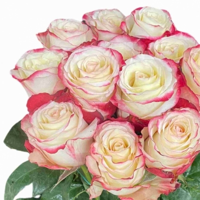 Bílofialová růže SWEETNESS