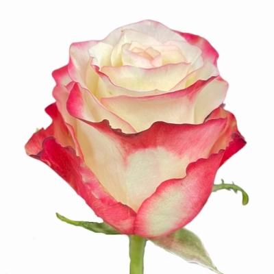 Bílofialová růže SWEETNESS 50cm