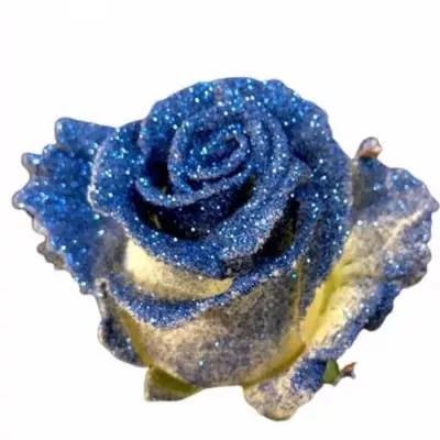 Bílomodrá růže GLITTER BLUE 60cm (M)