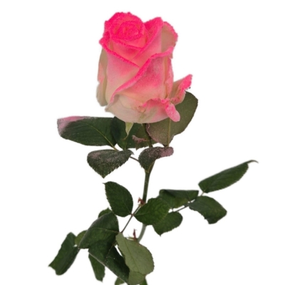 Bílorůžová růže  MARSHMALLOW PINK