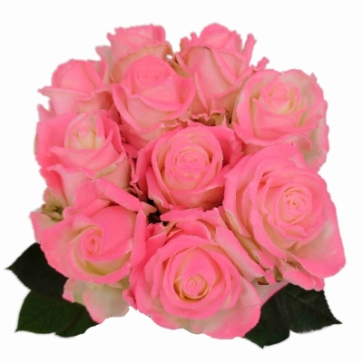 Bílorůžová růže  MARSHMALLOW PINK