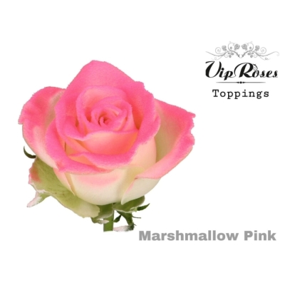 Bílorůžová růže MARSHMALLOW PINK 70 cm (XL)