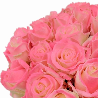 Bílorůžová růže  MARSHMALLOW PINK