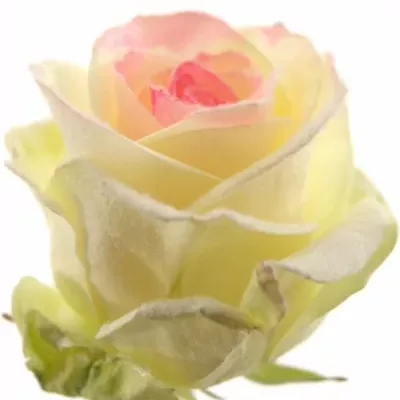 Bílorůžová růže  MARSHMALLOW PINK