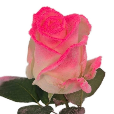 Bílorůžová růže MARSHMALLOW PINK 70 cm (XL)