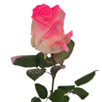 Bílorůžová růže  MARSHMALLOW PINK