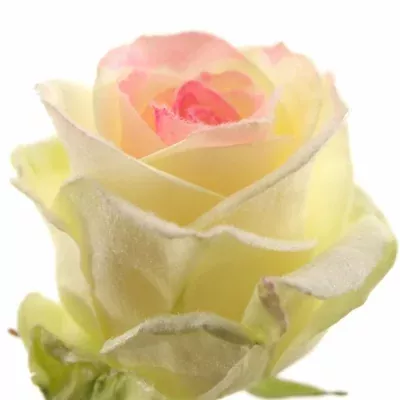 Bílorůžová růže  MARSHMALLOW PINK