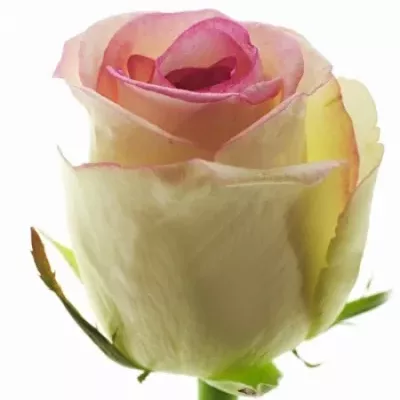 Bieloružová ruže DOLCE VITA + 80cm