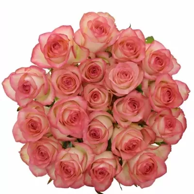 Bílorůžová růže JUMILIA 70cm (L)