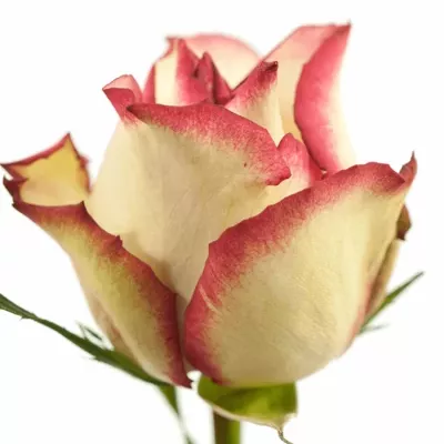 Bílorůžová růže MONET 70cm