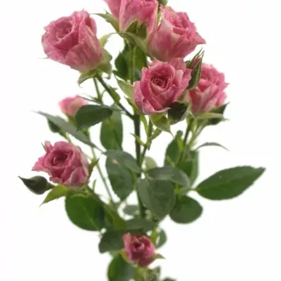 Krémovorůžová růže PINK FLASH