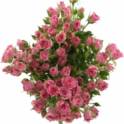 Krémovorůžová růže PINK FLASH