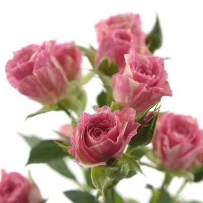 Krémovorůžová ruže PINK FLASH