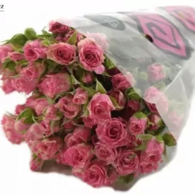 Krémovorůžová růže PINK FLASH