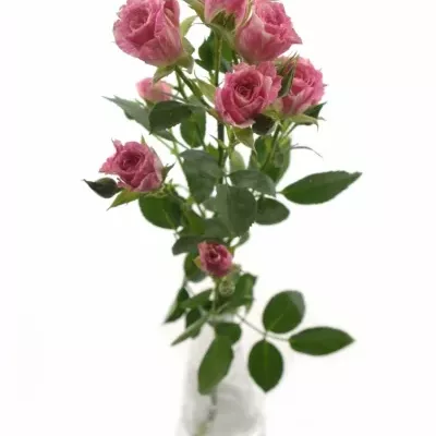 Krémovorůžová růže PINK FLASH