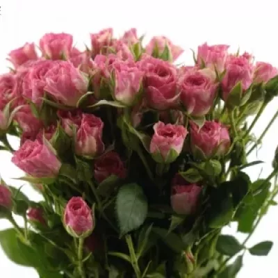 Krémovorůžová růže PINK FLASH