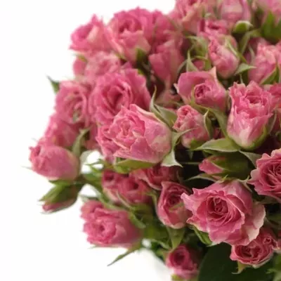 Krémovorůžová růže PINK FLASH