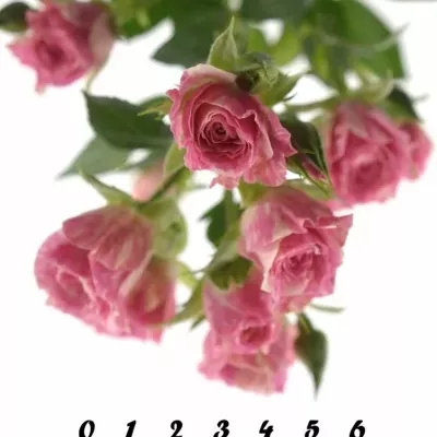 Krémovorůžová růže PINK FLASH