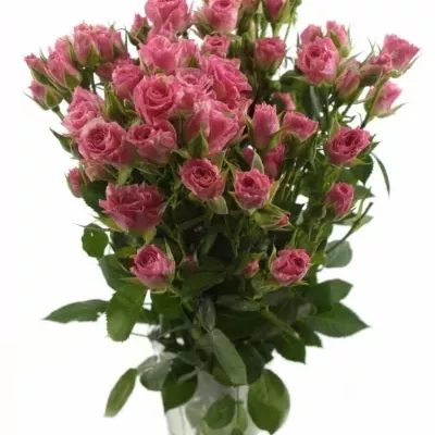 Krémovorůžová růže PINK FLASH