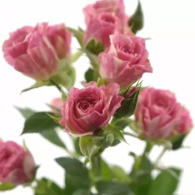 Krémovorůžová růže PINK FLASH