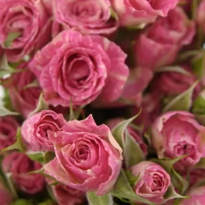 Krémovorůžová růže PINK FLASH