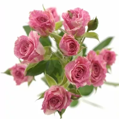 Krémovorůžová růže PINK FLASH