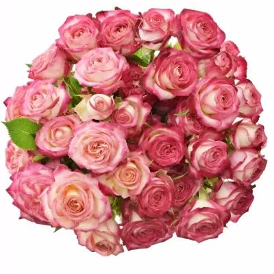 Bílorůžová růže SAFINA 50cm/4+