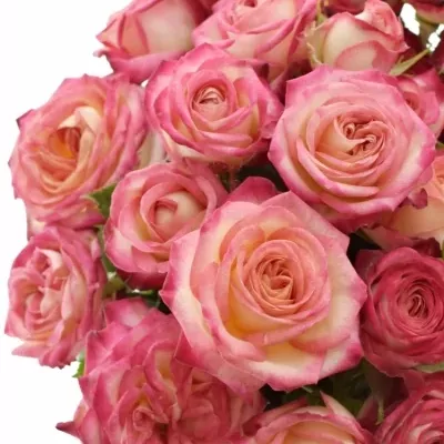 Růžová růže trsová SAFINA 40cm/3+