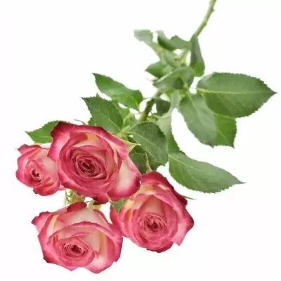 Bílorůžová růže SAFINA 50cm/4+