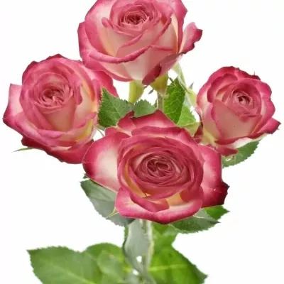 Bílorůžová růže SAFINA 50cm/4+