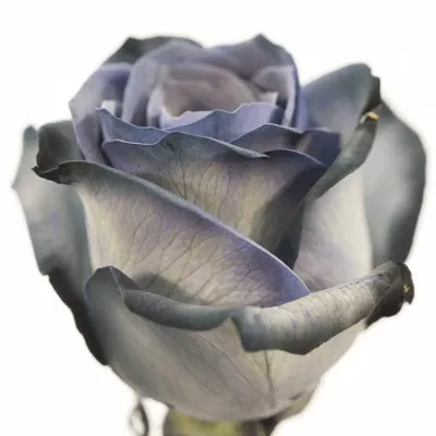 Šedá růže GREY VENDELA 60cm (M)