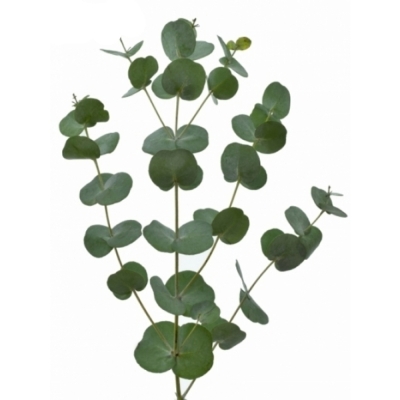 Blahovičník GUNNII AZURA 45 cm