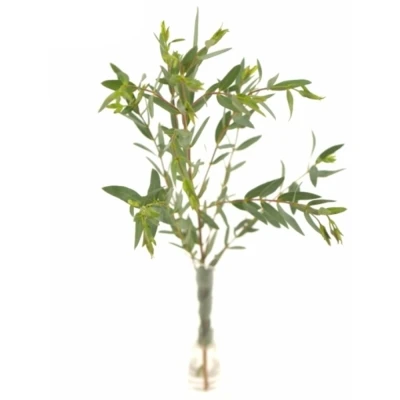 Blahovičník PARVIFOLIA LONG