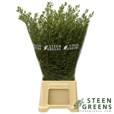 Eukalyptus PARVIFOLIA LONG 65 cm / 250 g