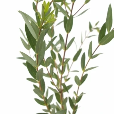 Blahovičník PARVIFOLIA