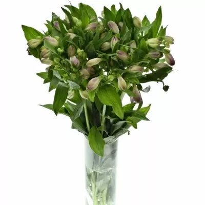 Boubelka ADELAIDE 100g