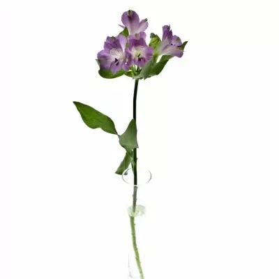 Boubelka ADELAIDE 100g