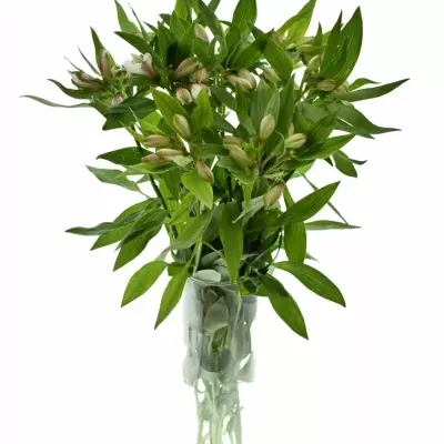 Boubelka ALSTROEMERIA WINEGLASS BAY 65g