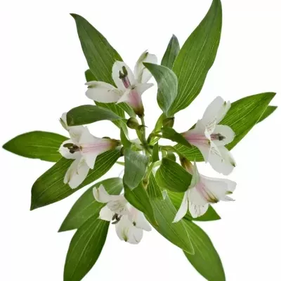 Boubelka ALSTROEMERIA WINEGLASS BAY 65g