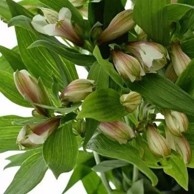 Boubelka ALSTROEMERIA WINEGLASS BAY 65g