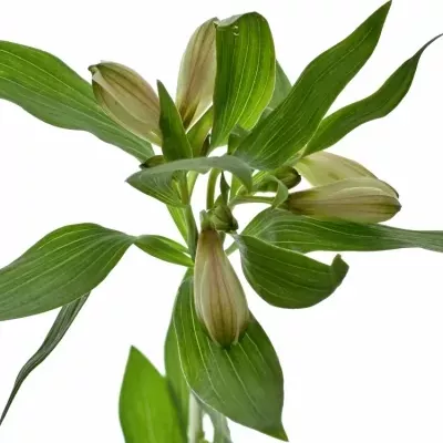Boubelka ALSTROEMERIA WINEGLASS BAY 65g