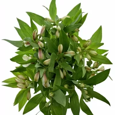 Boubelka ALSTROEMERIA WINEGLASS BAY 65g